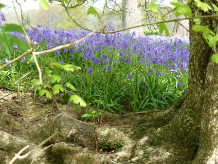 Spring bluebells in Mid Wales