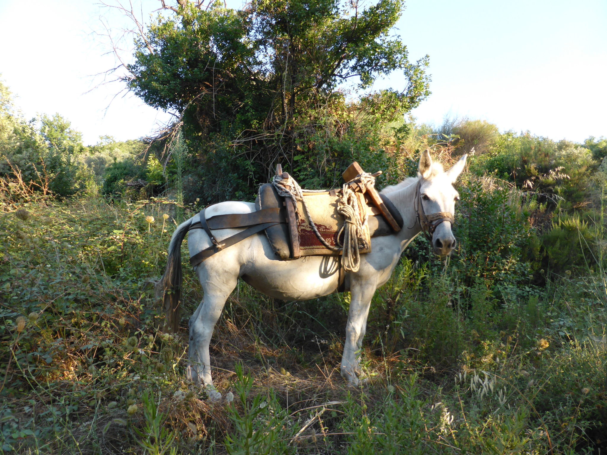 authentic Greece, where you can still find working mules helping to gather winter wood