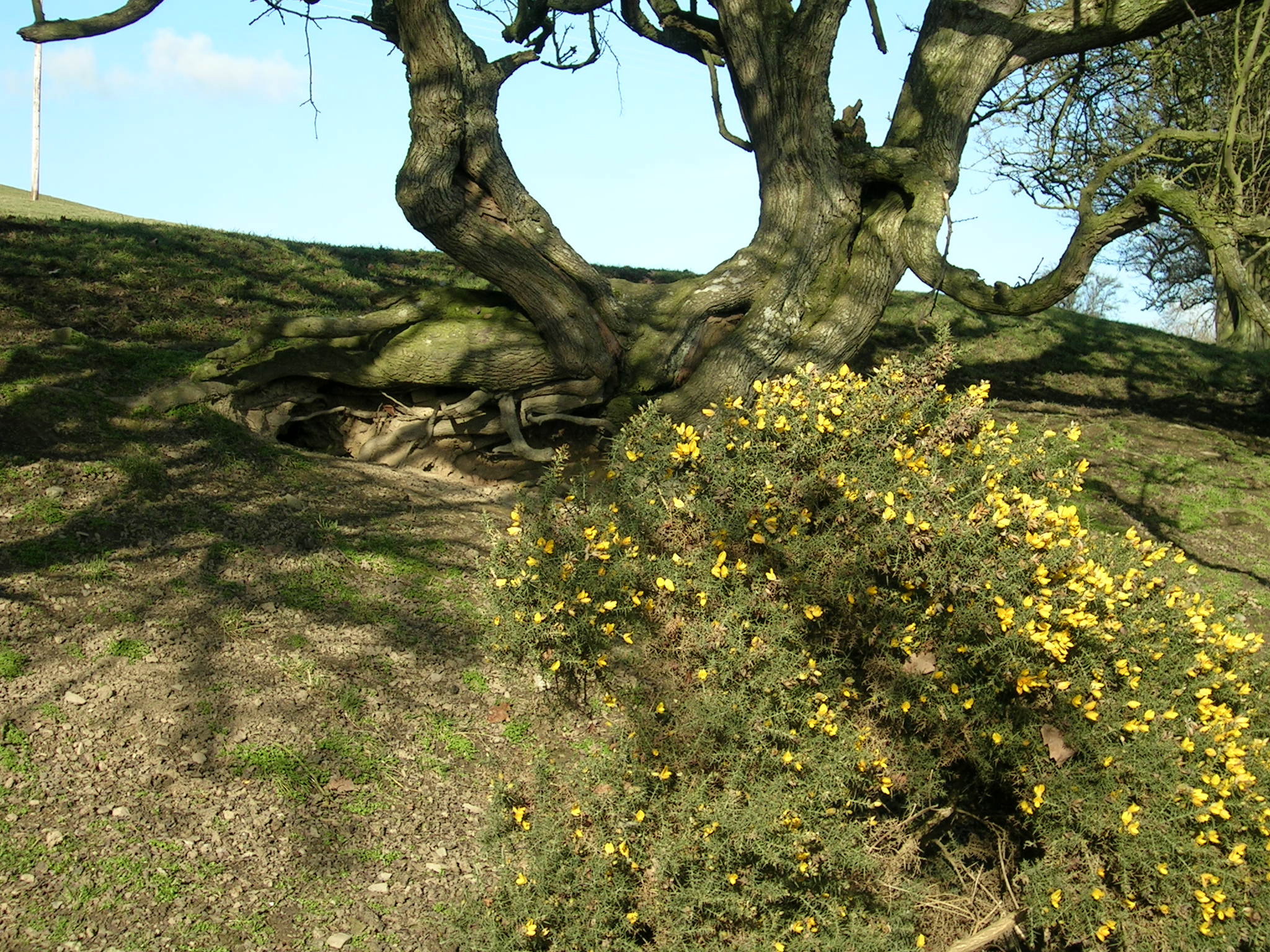 Old hedgerow long ago fallen into disrepair