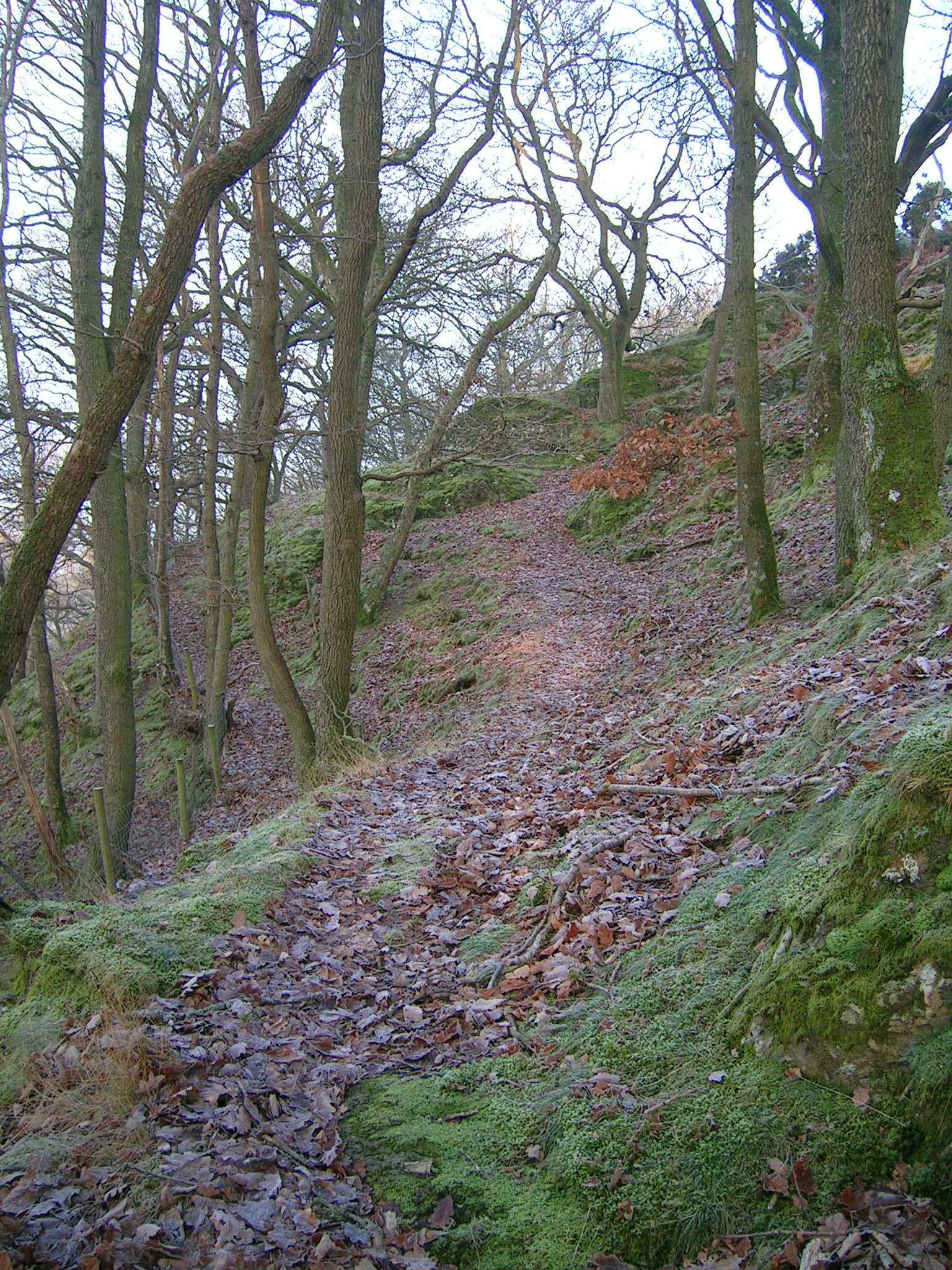woodland paths near Llanfyllin