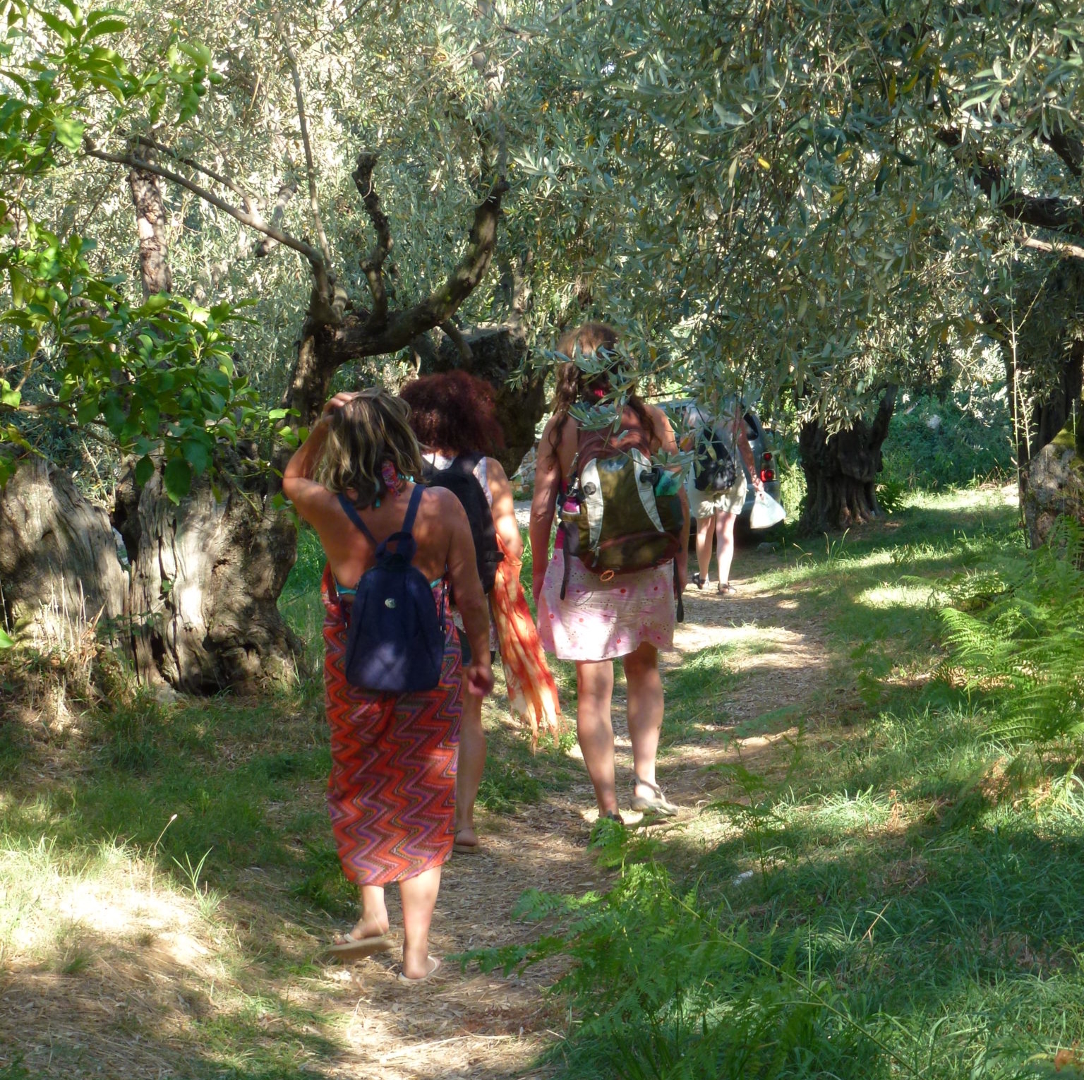 walking through ancient olive groves
