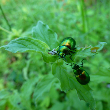 Beetles on a leaf